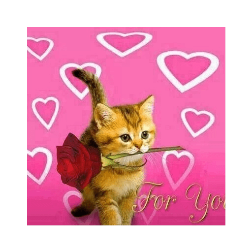 Cats 2 29
