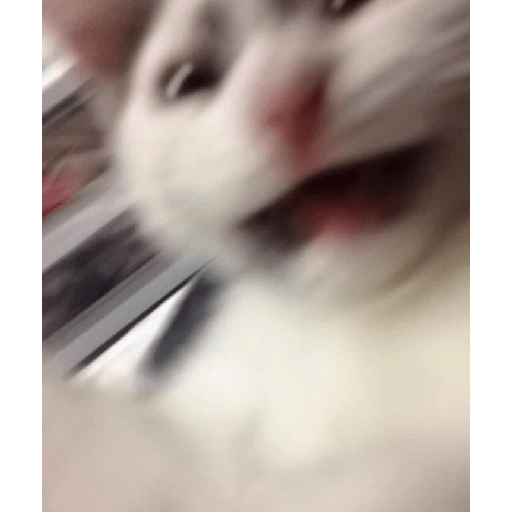 Gatitos 14