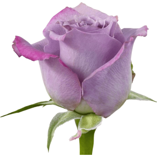 Flores 🌷 25