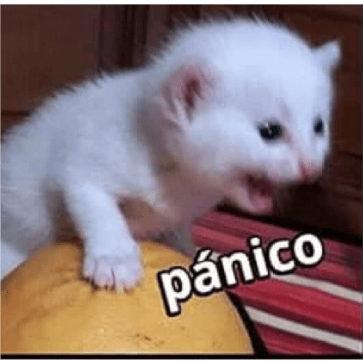 Gatitos 16