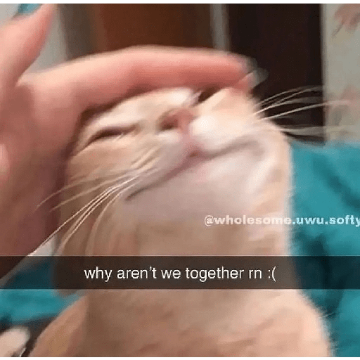 Cats 2