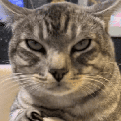 GATOS RANDOM - PARTE 55 10