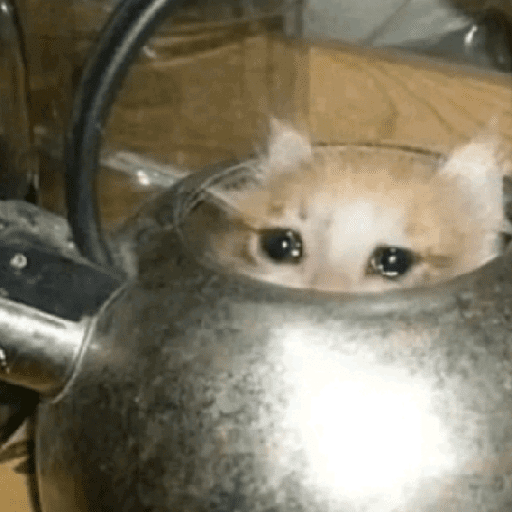 GATOS RANDOM - PARTE 55 9