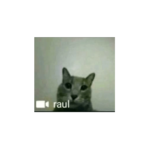 Cats 2 16