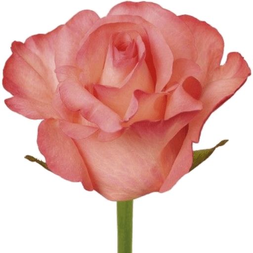 Flores 🌷 26
