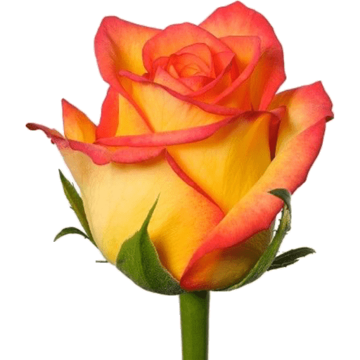 Flores 🌷 24