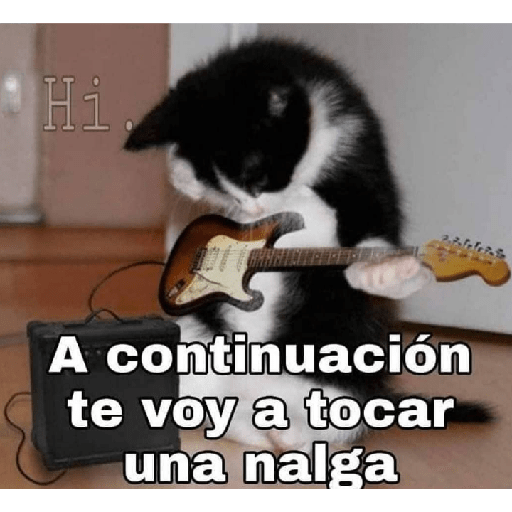 Gatitos 15