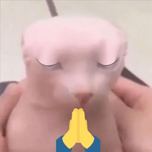 GATOS RANDOM - PARTE 55 3