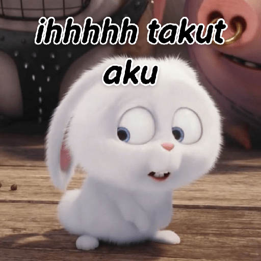 Kelinci lucu 16
