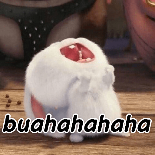 Kelinci lucu 13