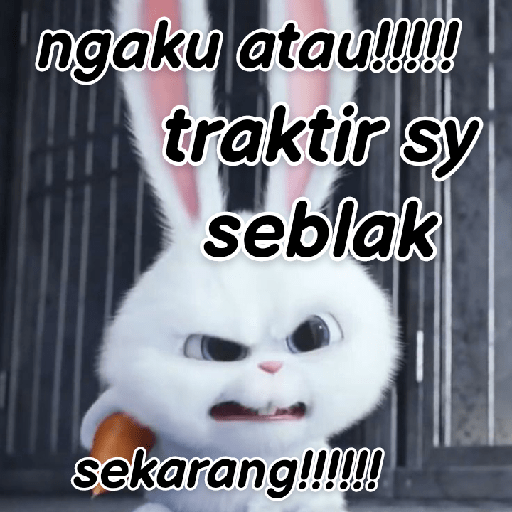 Kelinci lucu 30