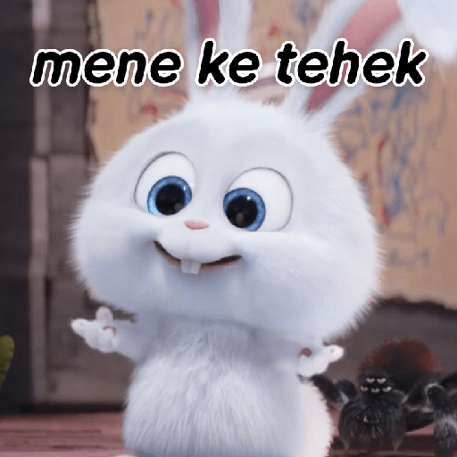 Kelinci lucu 20