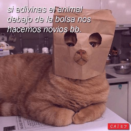Gatos caricaturas amor❤II 24