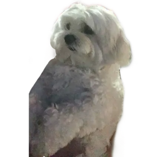 ANIMAIS 17