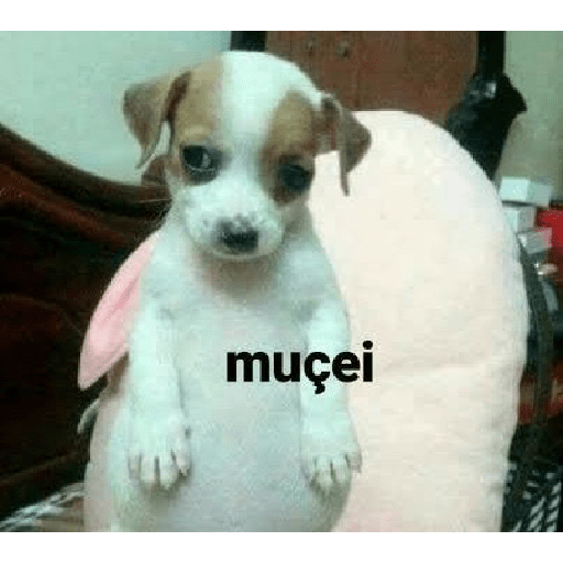 Sou petista 24