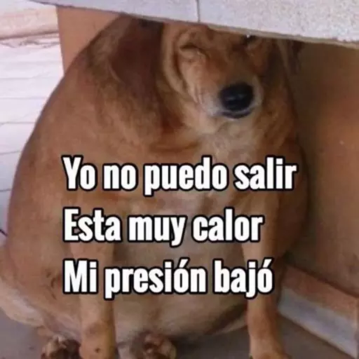 ANIMAIS 19