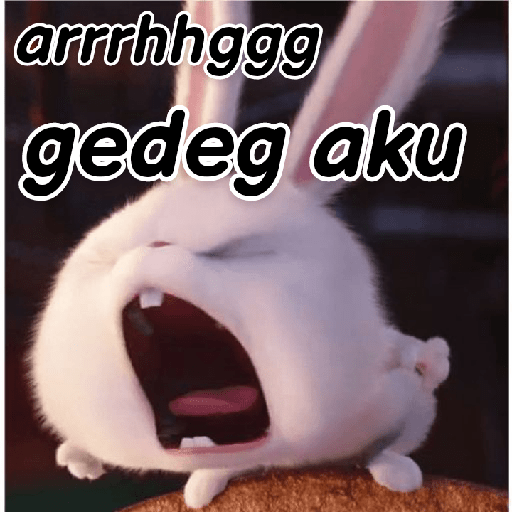 Kelinci lucu 18