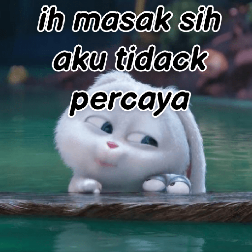 Kelinci lucu 15
