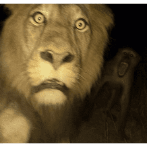 Monitos laif 17