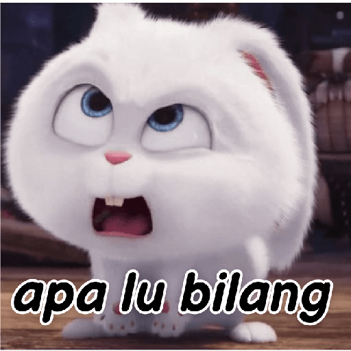 Kelinci lucu 10