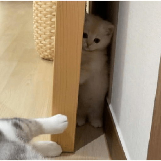 Shy doorway peek