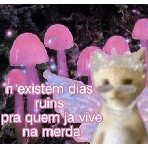 Bear que fez 15