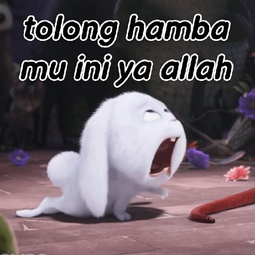 Kelinci lucu 27
