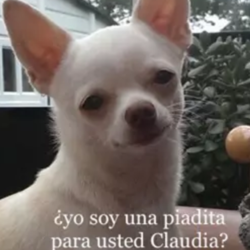 ANIMAIS 29