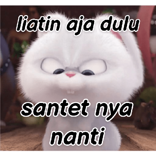 Kelinci lucu 17
