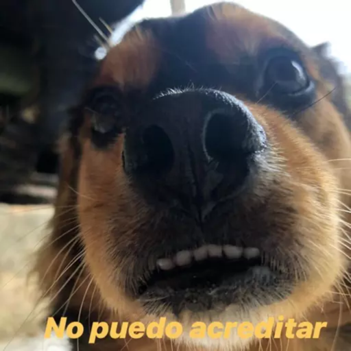 ANIMAIS 21