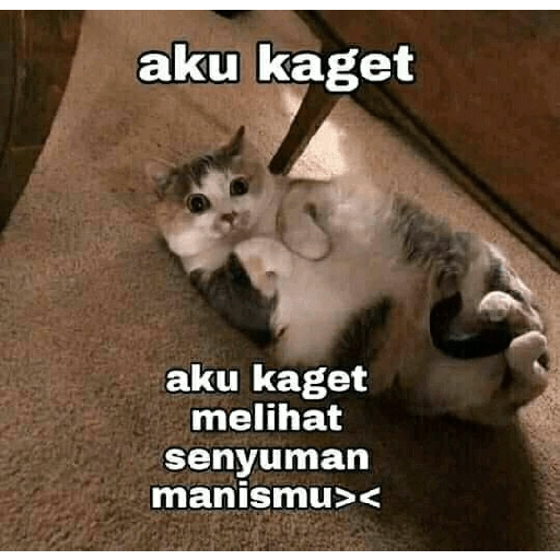 Kucing bucin 7