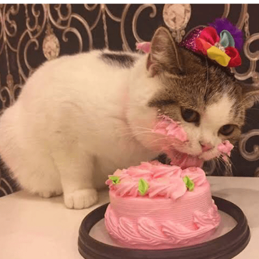 Gatitos comiendo dulces  13