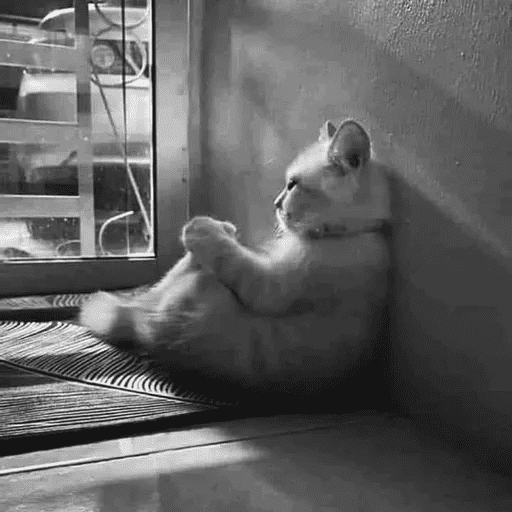 GATOS RANDOM - PARTE 55 24