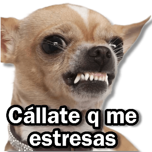 Memes Chihuahua🐶 15