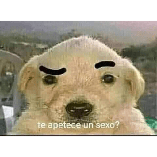 Oal xd 2