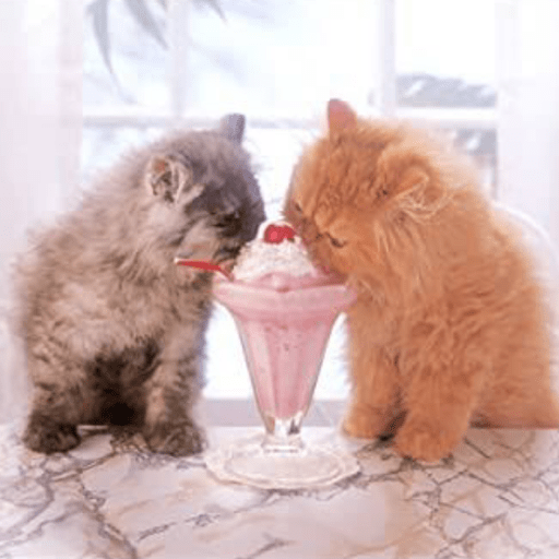 Gatitos comiendo dulces  5
