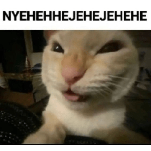 El gato 5