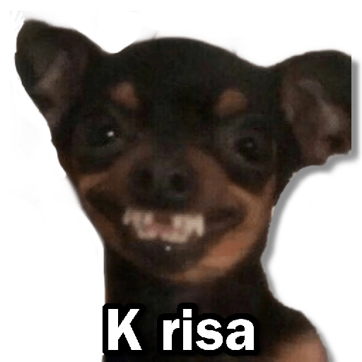 Memes Chihuahua🐶 5