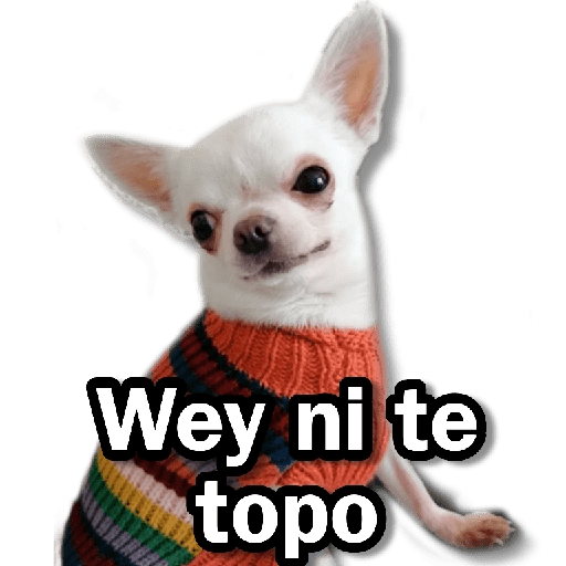 Memes Chihuahua🐶 6