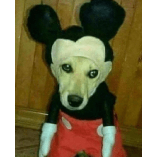 Dogs 🐶 13