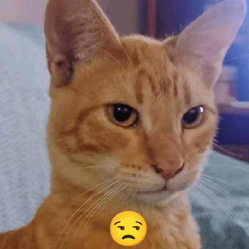 GATOS RANDOM - PARTE 55 28