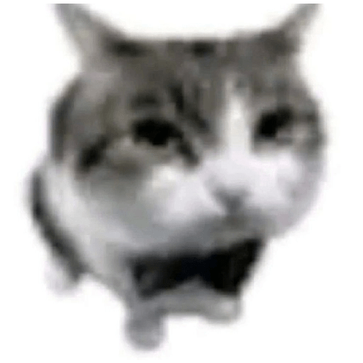 Cats 2 10