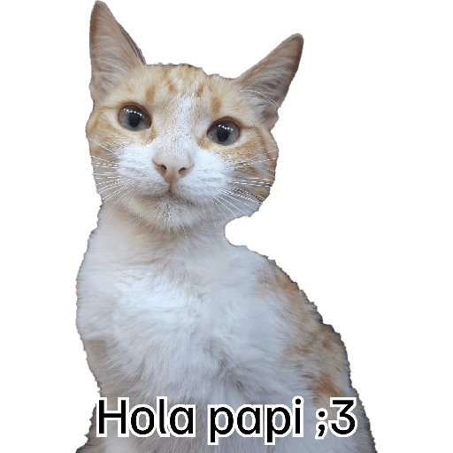 GATOS RANDOM - PARTE 55 16