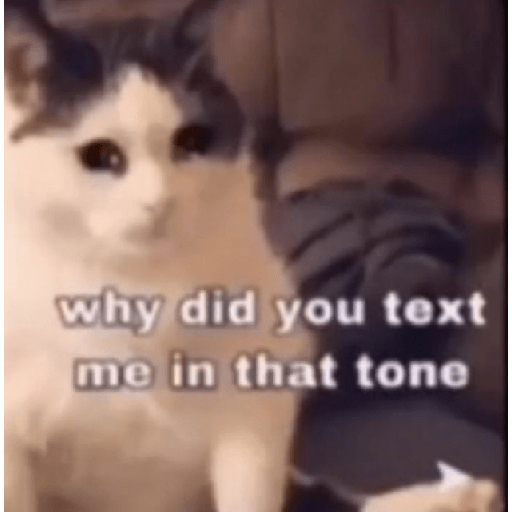 El gato 8