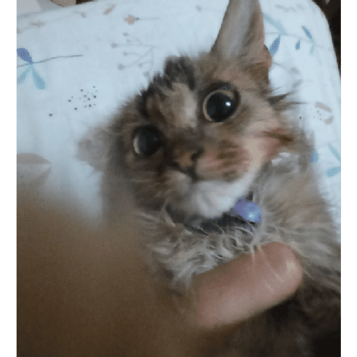 Kucing 3