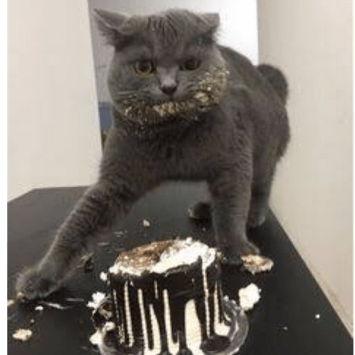 Gatitos comiendo dulces  12
