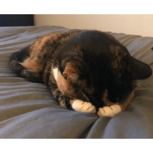 Cat Mode :v 7