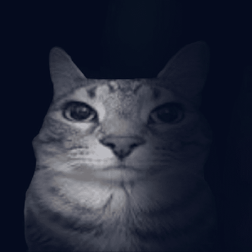 Gatos chistosos viva el CP 7