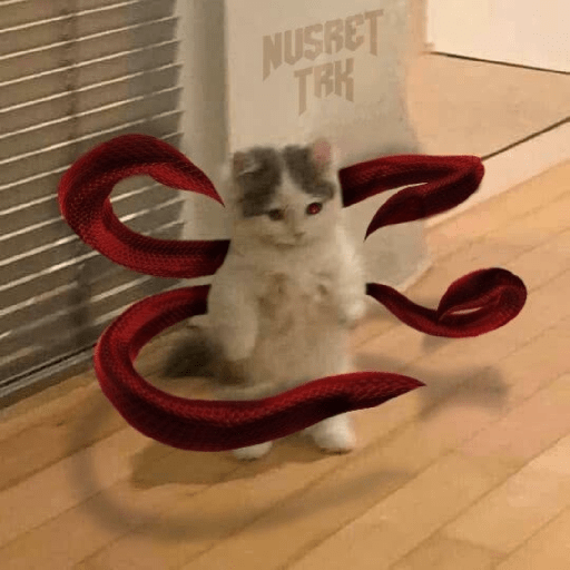 Anime cosplay cat 11