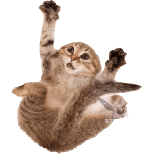 GATOS RANDOM - PARTE 55 29